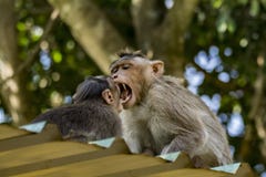 Macaco di cofano che spaventa più piccolo immagine stock libera da diritti Macaco di cofano che spaventa più piccolo immagine stock libera da diritti