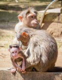 Macaco e sua família foto de stock Macaco e sua família foto de stock