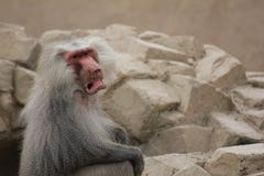 Macaco irritado, mal-humorado do babuíno do envoltório com muito fundo vazio fotos de stock Macaco irritado, mal-humorado do babuíno do envoltório com muito fundo vazio fotos de stock
