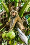 Macaco na árvore de coco foto de stock Macaco na árvore de coco foto de stock