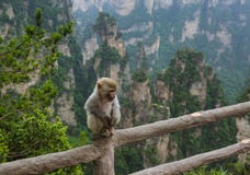 Macaco no parque natural das montanhas do Avatar de Tianzi - Wulingyuan China foto de stock Macaco no parque natural das montanhas do Avatar de Tianzi - Wulingyuan China foto de stock