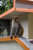 Macaco novo que senta-se na cerca imagem de stock royalty free Macaco novo que senta-se na cerca imagem de stock royalty free