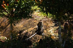 Macaco que senta-se sob palmeiras na ilha de Ko Chang em Tailândia em abril de 2018 foto de stock royalty free Macaco que senta-se sob palmeiras na ilha de Ko Chang em Tailândia em abril de 2018 foto de stock royalty free