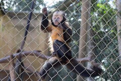 Macaco triste com olhos perdidos com uma banana em suas m?os fotografia de stock Macaco triste com olhos perdidos com uma banana em suas m?os fotografia de stock