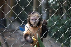 Macaco triste com olhos perdidos com uma banana em suas m?os fotos de stock Macaco triste com olhos perdidos com uma banana em suas m?os fotos de stock