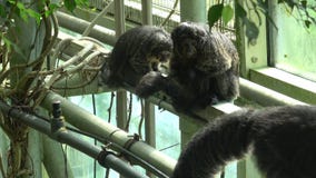 Macaco sagui brincando nos galhos das árvores