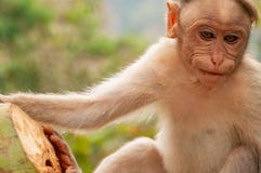 Macaque de Keralan appréciant une noix de coco de Keralan en Inde images stock Macaque de Keralan appréciant une noix de coco de Keralan en Inde images stock