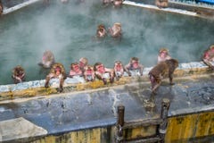 Macaque japonés del mono de la nieve en En-senador de las aguas termales, Hakodate, Japón Fotografía de archivo Macaque japonés del mono de la nieve en En-senador de las aguas termales, Hakodate, Japón Fotografía de archivo