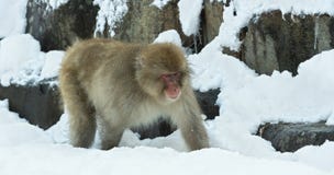 Macaque japonés en la nieve imagen de archivo Macaque japonés en la nieve imagen de archivo