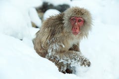 Macaque japonês na neve fotografia de stock royalty free Macaque japonês na neve fotografia de stock royalty free