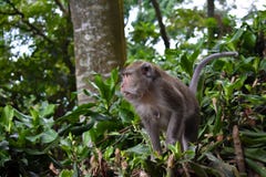 Macaque met lange staart van aapkra stock afbeeldingen Macaque met lange staart van aapkra stock afbeeldingen