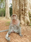 Macaque Monkey in Cambodia royalty free stock photo Macaque Monkey in Cambodia royalty free stock photo