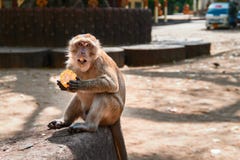 Macaque monkey eats corn while sitting by the road in the city. Monkey looks at the camera with his mouth open. royalty free stock image Macaque monkey eats corn while sitting by the road in the city. Monkey looks at the camera with his mouth open. royalty free stock image