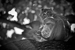 Macaque novo que bebe em uma garrafa da água fotos de stock Macaque novo que bebe em uma garrafa da água fotos de stock