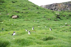 Macareux atlantique, arctica de fratercula photo stock Macareux atlantique, arctica de fratercula photo stock