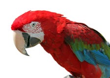 macaw стоковое фото macaw стоковое фото