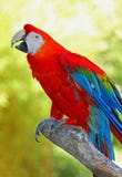 Macaw стоковое фото Macaw стоковое фото