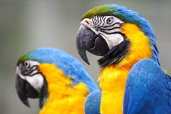 macaw стоковые фотографии rf macaw стоковые фотографии rf