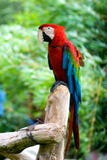 macaw стоковые изображения macaw стоковые изображения