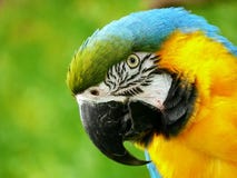 macaw стоковые изображения macaw стоковые изображения