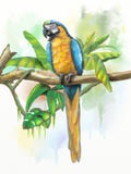 Macaw del azul y del oro Imagenes de archivo Macaw del azul y del oro Imagenes de archivo