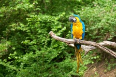 Macaw na filial imagens de stock royalty free Macaw na filial imagens de stock royalty free