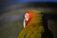 Macaw over shoulder stock images Macaw over shoulder stock images