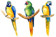 Macaw parrots, birds on an isolated white background, watercolor illustration, hand drawing. High quality illustration