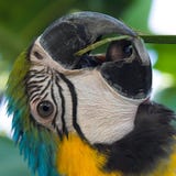 Macaw's Beak and Tongue