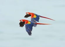 Macaws que vuelan, parque nacional del corcovado, Costa Rica del escarlata fotos de archivo libres de regalías Macaws que vuelan, parque nacional del corcovado, Costa Rica del escarlata fotos de archivo libres de regalías
