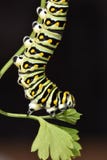 Machaon noir Caterpillar - larve de papillon, également appelée un ver de persil images stock Machaon noir Caterpillar - larve de papillon, également appelée un ver de persil images stock