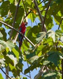 Machtige rood-en-groen-Ara stock fotografie Machtige rood-en-groen-Ara stock fotografie