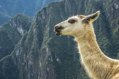 Machu Picchu Peru stockfotos Machu Picchu Peru stockfotos
