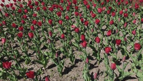 Macizos de flores de tulipanes rojos, amarillos y anaranjados Ci?rrese para arriba de tulipanes de estrella rojos Macizos de flores de tulipanes rojos, amarillos y anaranjados Ci?rrese para arriba de tulipanes de estrella rojos