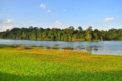 Macritchie Reservoir With Trees And Grass Field Royalty Free Stock Image
