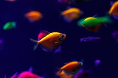 macro-beautiful-fish-glo-tetra-fish-dani