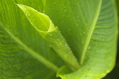 Macro Beauty Of Canna Leaves Royalty Free Stock Photo Macro Beauty Of Canna Leaves Royalty Free Stock Photo