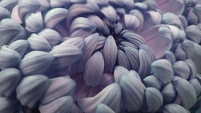 Macro. Blue-pink Big Chrysanthemum Flower. Closeup. Blue-pink-white Flower Background. Stock Photography Macro. Blue-pink Big Chrysanthemum Flower. Closeup. Blue-pink-white Flower Background. Stock Photography