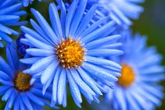Macro of blue spring flowers with morning water dew drops, close up royalty free stock photography Macro of blue spring flowers with morning water dew drops, close up royalty free stock photography