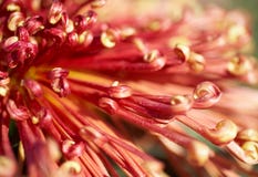 Macro of chrysanthemum