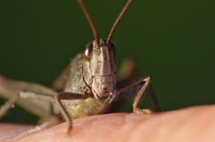 Macro close up of a cricket found in grassland, photo taken in the UK stock image Macro close up of a cricket found in grassland, photo taken in the UK stock image
