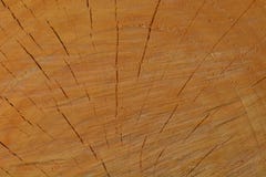 A macro photo of a freshly cut tree, showing texture of the wood. Soft warm colours of the wood and fine details of its structure. royalty free stock images A macro photo of a freshly cut tree, showing texture of the wood. Soft warm colours of the wood and fine details of its structure. royalty free stock images