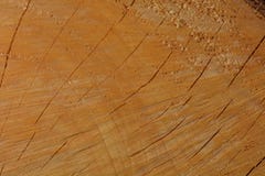 A macro photo of a freshly cut tree, showing texture of the wood. Soft warm colours of the wood and fine details of its structure. royalty free stock image A macro photo of a freshly cut tree, showing texture of the wood. Soft warm colours of the wood and fine details of its structure. royalty free stock image