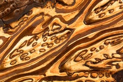 A macro photo of highly abstract pattern of New Zealand tree fern. Soft warm colors of the wood and fine details of its structure stock images A macro photo of highly abstract pattern of New Zealand tree fern. Soft warm colors of the wood and fine details of its structure stock images