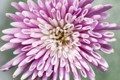De bloemclose-up van de chrysant stock foto's De bloemclose-up van de chrysant stock foto's