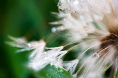 Macro colpo del fiore lanuginoso e fragile del dente di leone con le gocce di pioggia nel primo mattino immagine stock libera da diritti Macro colpo del fiore lanuginoso e fragile del dente di leone con le gocce di pioggia nel primo mattino immagine stock libera da diritti