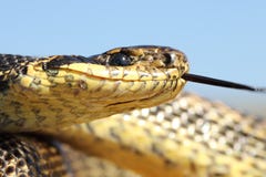 Macro colpo della testa blotched del serpente fotografia stock libera da diritti Macro colpo della testa blotched del serpente fotografia stock libera da diritti
