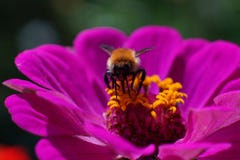 Macro colpo hoverfly sopra di un fiore porpora fotografia stock libera da diritti Macro colpo hoverfly sopra di un fiore porpora fotografia stock libera da diritti