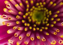 Macro da flor fotos de stock royalty free