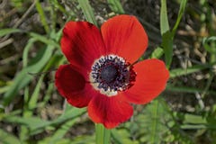Macro de uma coroa vermelha Anemone Flower imagem de stock Macro de uma coroa vermelha Anemone Flower imagem de stock